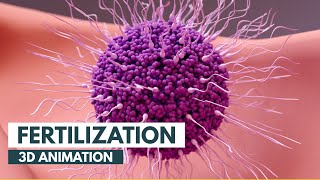 How Fertilization happens  3D Animation [upl. by Hoffer365]