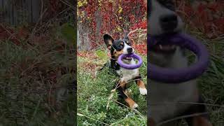 Thor the dog Entlebucher Sennenhund [upl. by Eseekram]