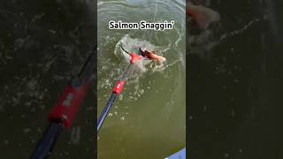 Colorado Kokanee salmon hitting the net Big red buck salmon kokanee [upl. by Tisha]