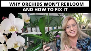 Why Wont My Orchid Bloom Reasons and How to Fix them [upl. by Ezara]