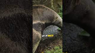 Fascinating Anteater Facts That Will Amaze You [upl. by Ylnevaeh678]