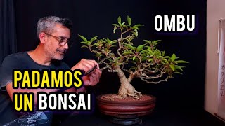 COMO HACER RAMIFICAR UN BONSAI DE OMBU  PODA DE RAMAS [upl. by Idet]