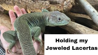 Jeweled Lacerta Handling  are these lizards as skittish as people say they are [upl. by Alburga294]