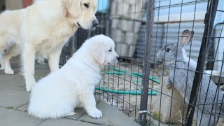 DITL 7 week old golden retriever puppies The Sweets Litter [upl. by Isnam]