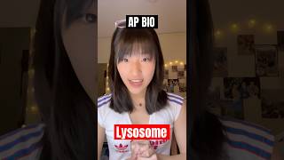 AP Bio Part 24 Lysosomes 🔬 apbio apbiology biochemistry cellbiology science stem fyp [upl. by Rybma]