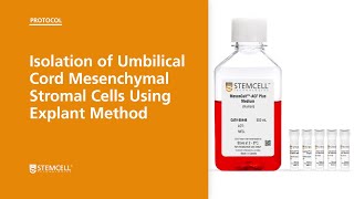 Isolation of Umbilical Cord Mesenchymal Stromal Cells Using Explant Method [upl. by Niamrej]