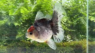 14499 female Kirin Rosetail Oranda [upl. by Tserof]