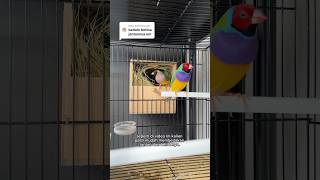 ternakburung gouldianfinch gouldamadine gouldianbird gouldianfinch [upl. by Onitnatsnoc814]