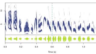 Dynamic spectrogram of housewren duet with oscillogram viridis palette dynaSpec [upl. by Aible569]