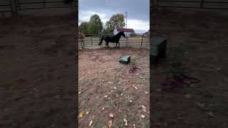 lunging Roxy lunge horse barrelracing [upl. by Hsinam]