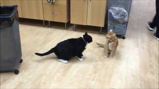 An example of normal feline play behavior [upl. by Cade]