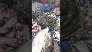 wholesale fish market  bdfish fishmarket wholesalefishmarket viralshort skm bangladesh viral [upl. by Gnahk]