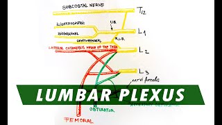 Anatomy  Lumbar Plexus [upl. by Adelia]