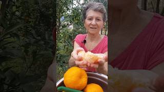 Pé de Bergamota Ponkan 🍊🌱 bergamota tangerina fruta plantação [upl. by Enened]