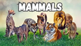 Mammals for Kids  All About Mammals  Educational video for kids [upl. by Nalak377]