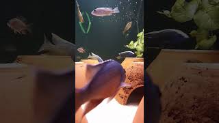 Karma Malawi Akvaryumu aquarium cichlid cichlids malawi haplochromis peacock malawicichlids [upl. by Glori938]