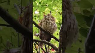 Chouette hulotte 3ème vidéo Sandrine [upl. by Gisella385]