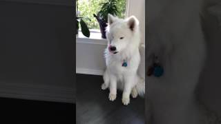 Samoyed Howling 😂 guaranteed to make you smile [upl. by Wiedmann]