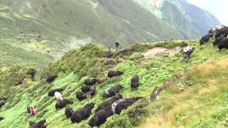 108 Yaks  A journey of love and freedom [upl. by Yrallam]