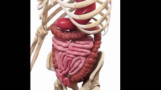 peristalsis in Digestion process working of peristalsis digestive systemanatomy of digestive [upl. by Eartnoed158]