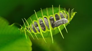 10 Deadly Plants That Eat Animals [upl. by Lamar]