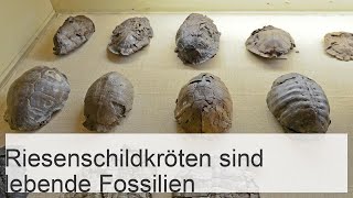 Riesenschildkröten sind lebende Fossilien [upl. by Lashonde713]