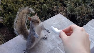 Squirrels reactions to coconut [upl. by Ettezzil546]