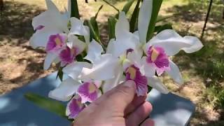 Cattleya purpurata amp Myrmecophila hybrid Show and Tell [upl. by Yewed]