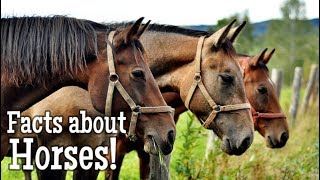 Horse Facts for Kids [upl. by Rillings]