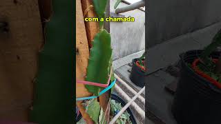 Mais um Híbrido de Pitaya chegando plantas pitayaemvaso [upl. by Nala]