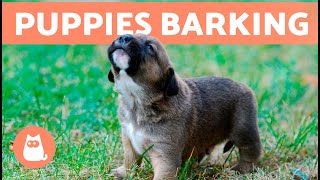 The Best PUPPIES BARKING COMPILATION 🐶 🔊 Cute and Adorable Puppy Barks [upl. by Domella]