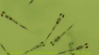 Mudskipper breeding 07 Larvae Schlammspringernachzucht 07 Larven [upl. by Eenwat]