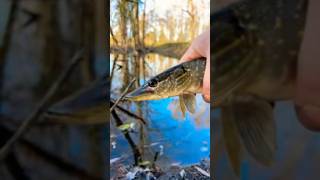 Fall fishing in Ontario 👈🏻creeklife [upl. by Ecinereb]