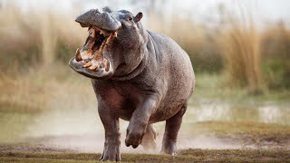 Deadly Encounters With A Hippo Africas Most Dangerous Wildlife [upl. by Story]