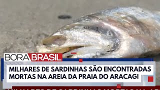 Milhares de sardinhas são encontradas mortas na praia do Aracagi em São Luís I Bora Brasil [upl. by Byron]