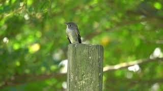 Flycatcher proving that I need to invest in a tripod [upl. by Anerhs761]