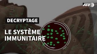 Le système immunitaire défense naturelle de lorganisme  AFP Animé [upl. by Paolo]