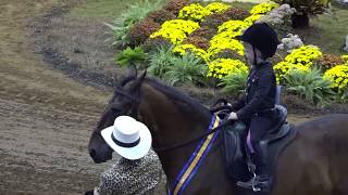 2017 Paso Fino Nationals  Walk Corto Leadline Class  HEIDI HOOD [upl. by Anaya]