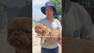 Cute bully dog pets heartwarmingpets animallover animals [upl. by Rechaba888]