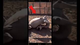 This Is How Many Dromedaries Die🐪shortsfeed dromedary camels [upl. by Eivod]