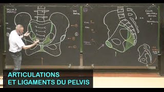 Anatomie des articulations du pelvis Pelvis 2 [upl. by Elyssa150]