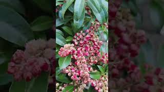 PIERIS JAPONICA PINK PASSIONpierisjaponica pinkpassion [upl. by Cord]