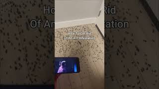 KSI New Song Gets Rid Of Ant Infestation 😭 shorts [upl. by Menedez]