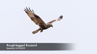 A rare ROUGH LEGGED BUZZARD hovering in the UK [upl. by Sillaw]