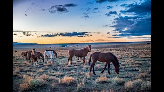 40 Acre Lot for Sale  TR 54 Gelding Wild Horse Ranch Laramie WY 155000 [upl. by Artus]