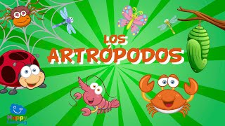 Los Artrópodos  Videos Educativos para Niños [upl. by Yvi]