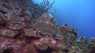 MSD Dive Little Cayman 2013  Nancys Cup of Tea [upl. by Merv]