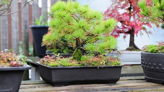 Pinus parviflora Burkes Bonsai part II [upl. by Gradey]