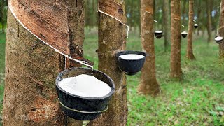 How to Harvest Rubber Directly From Trees  Rubber Harvesting Process [upl. by Norra]