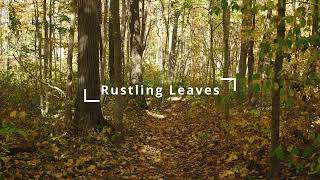 Rustling leaves sound effect in 4 minutes [upl. by Dwight463]